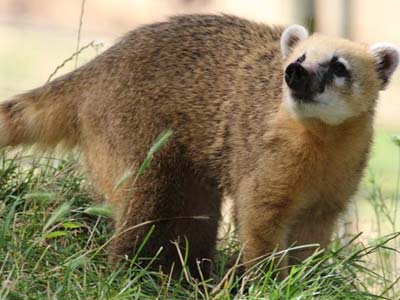 Coati