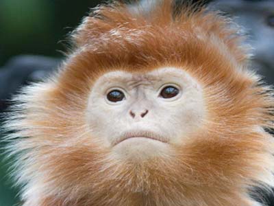 Langur de Java