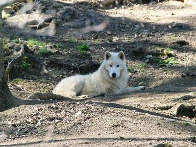 Loup blanc