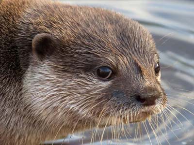 Loutre d'Asie