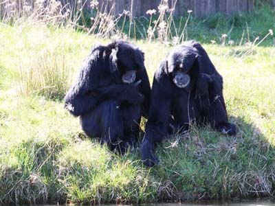 Siamangs