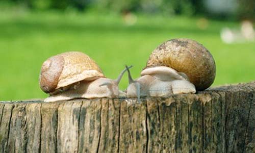 La Ferme aux escargots  Massiac (Cantal)