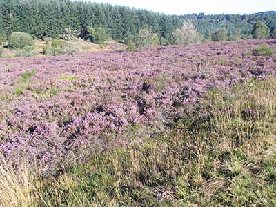 Le plateau de la Verrerie  Saint-Nicolas-des-Biefs