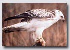 Buse variable.