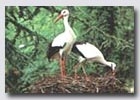 Cigogne blanche.