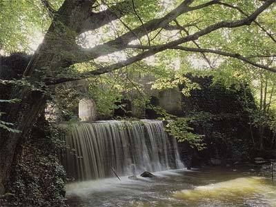 La fort de Tronais (Allier)