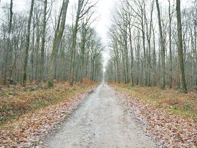 La forêt de Tronçais (Allier)