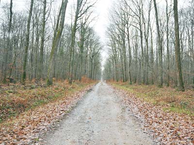 La fort de Tronais (Allier)