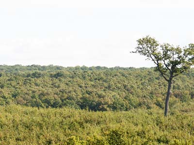 La fort de Tronais (Allier)