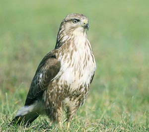 Buse variable