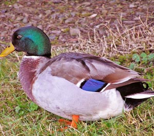 Canard col vert