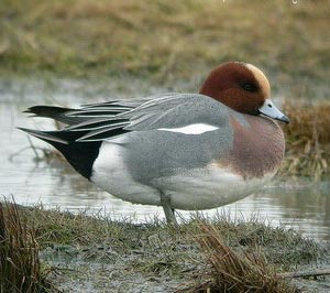 Canard siffleur