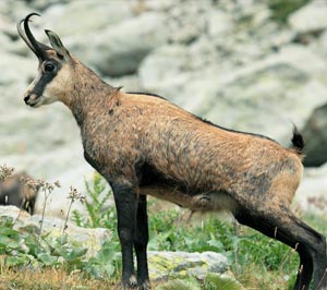 Chamois