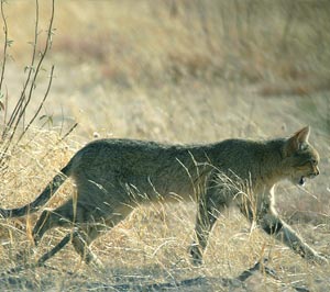 Chat sauvage