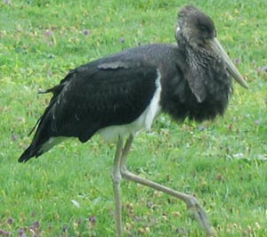 Cigogne noire