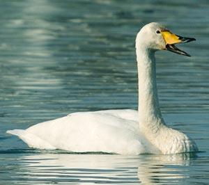 Cygne chanteur