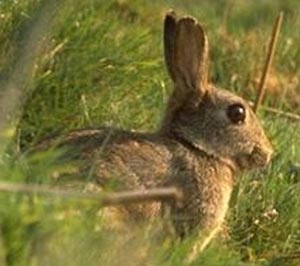 Lapin de garenne