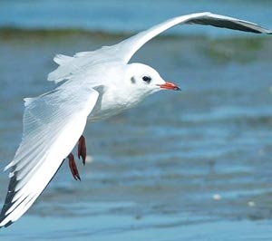 Mouette rieuse