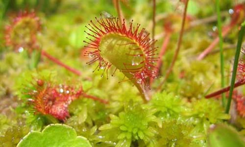 Drosera