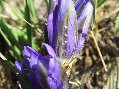 Azure des Mouilleres